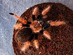 Brachypelma boehmei