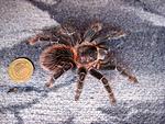 Lasiodora parahybana