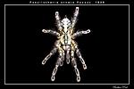 Poecilotheria ornata