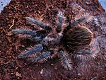 Brachypelma albopilosa
