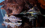 Hipancistrus L129