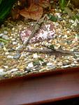 Photo 0007