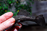 Ancistrus L181  
