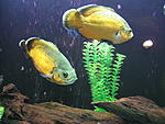 IMG 4732