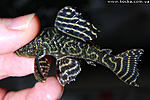 Hipancistrus L340