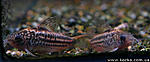 Corydoras elegans