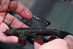 Ancistrus L181 