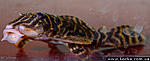 Hipancistrus L340