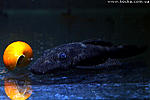 Ancistrus L183 