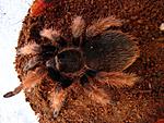 Brachypelma klaasi