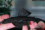 Ancistrus L181  