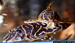 Hipancistrus L129