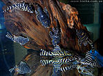 Hipancistrus L129
