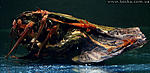 Rineloricaria sp. (L010A)