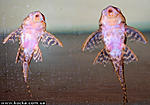 Hipancistrus L340
