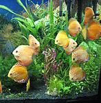   Discus NEU