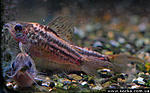 Corydoras elegans