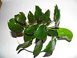P1010134