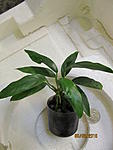An. sp. minima 4147