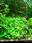 (Glossostigma elatinoides)