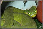 Trimeresurus hageni, , 