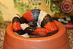 Lampropeltis triangulum campbelli
