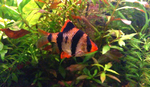 Barbus Sumatranus