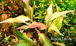 polygonum red line