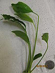 An. sp. undulatus latifolia 4144