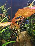   (Nymphaea sp. Dwarf, Santarem)
