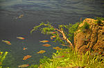 DSC 0239 28 8