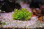 Fissidens sp. Chust