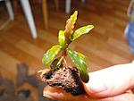 Bucephalandra sp. Melavi