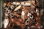 Blaberus craniifer,   