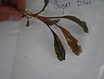 Bucephalandra sp. Super Blue