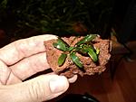 Bucephalandra sp.Kuakuayan