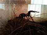 IMG 1933