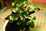 Bucephalandra sp. Dark Silver Grey