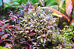 Bucephalandra sp. Kualakuayan 1