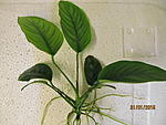 Anubias barteri var. barteri15