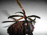 Bucephalandra Belindae P.Boyce 2011