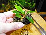 Bucephalandra sp. Shine Green, Sokan 4