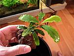 Bucephalandra sp.Treasure 2011 West Kalimantan