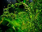 moss sp. "Thamarassery"