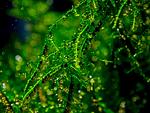 moss sp. "Thamarassery"
