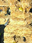 DSCF3251