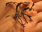 Bucephalandra "Velvet Leaf Entikong"