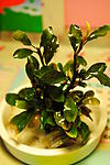 8 Bucephalandra sp. Pancuraji",