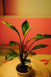 Bucephalandra motleyana "Batang Ai"