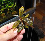 Bucephalandra Silver Powder